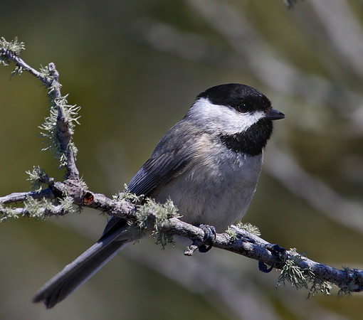 Carolina Chickadee - Big Lagoon, Florida