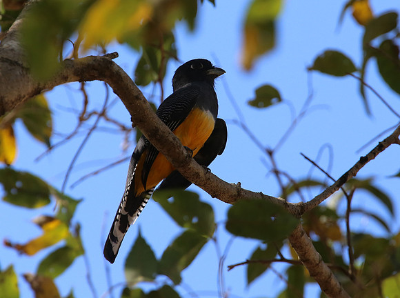 Gartered Trogon - Casa Solimar, Costa Rica
