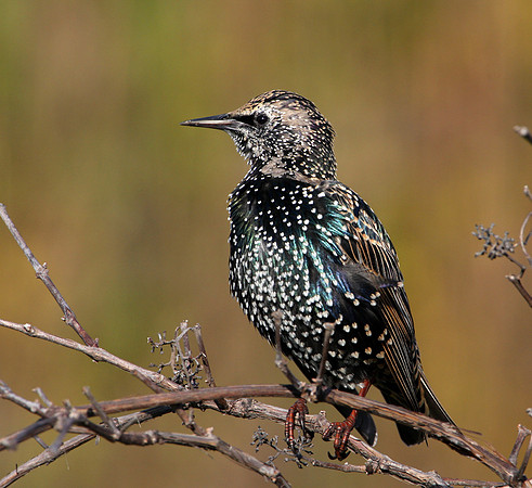 European Starling