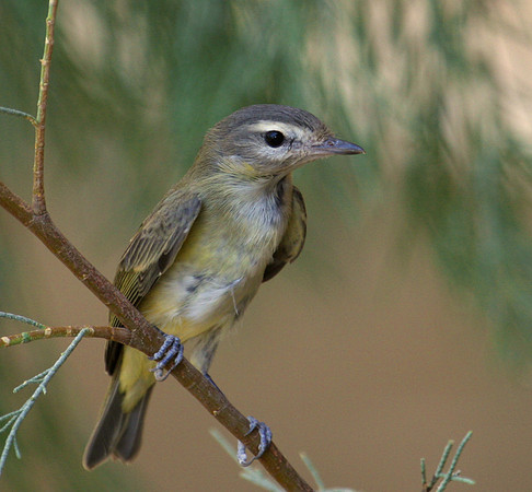 Warbling Vireo