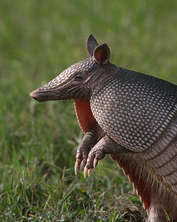 Nine-banded Armadillo, Texas