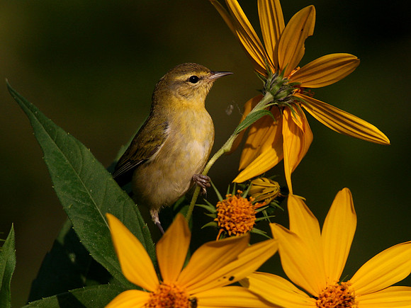 Tennessee Warbler