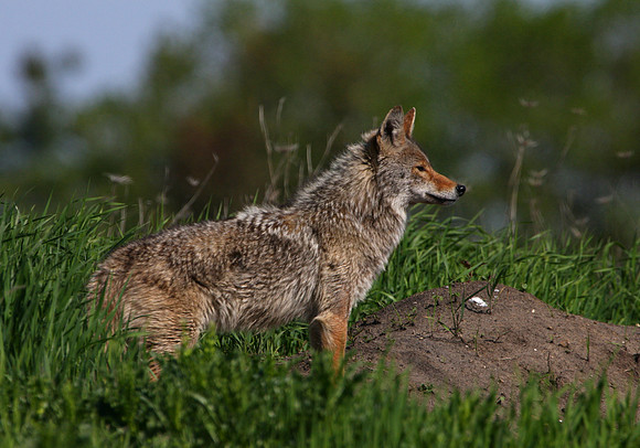 Coyote