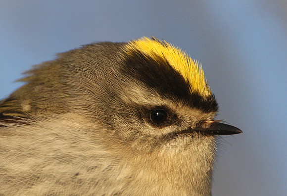 Golden-crowned Kinglet