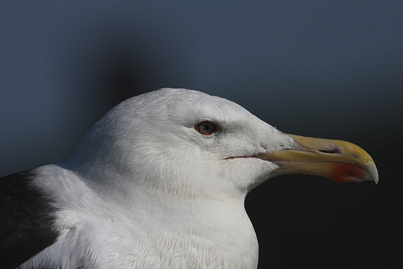Greater Black-backed Gull