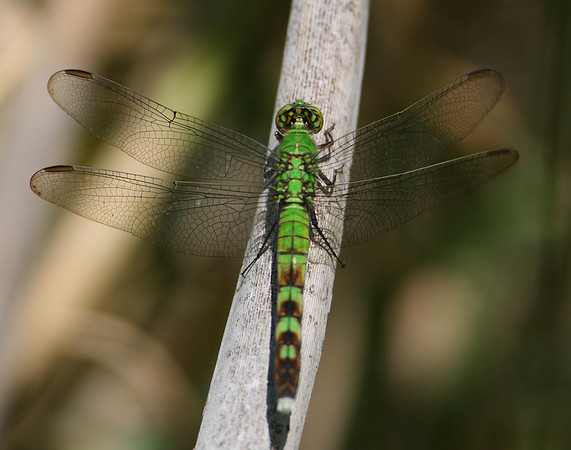 Eastern Pondhawk