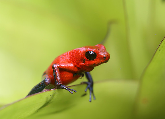 Strawberry Poison-dart Frog - Laguna Lagarto, Costa Rica