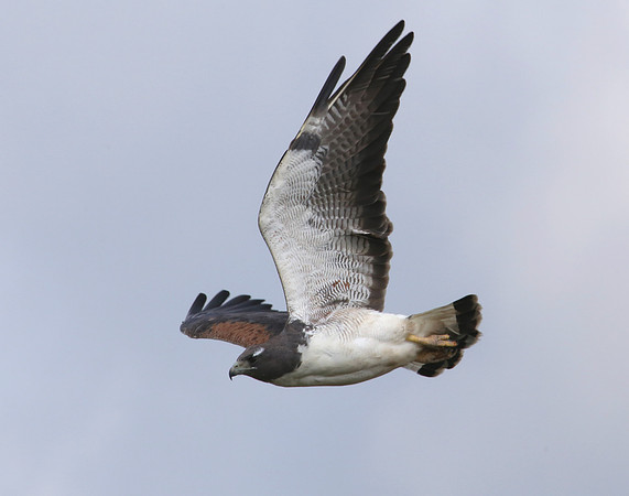"White-tailed Hawk" "Laguna Atascosa National Wildlife Refuge"  Texas