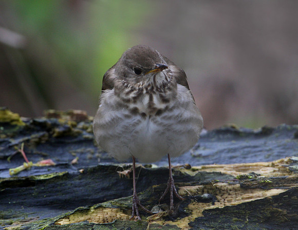 Gray-cheeked Thrush