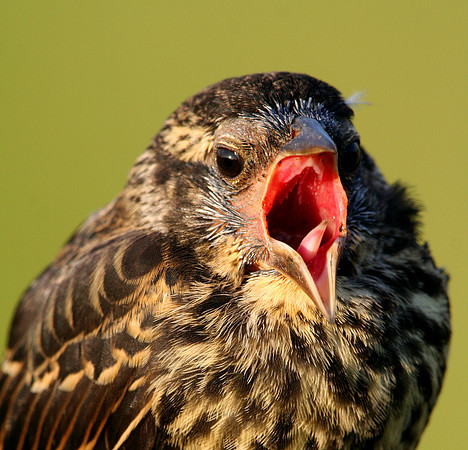 Red-winged Blackbird
