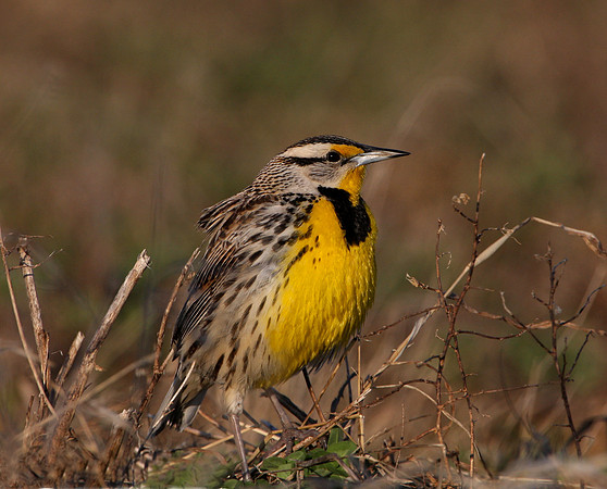 Eastern Meadowlark