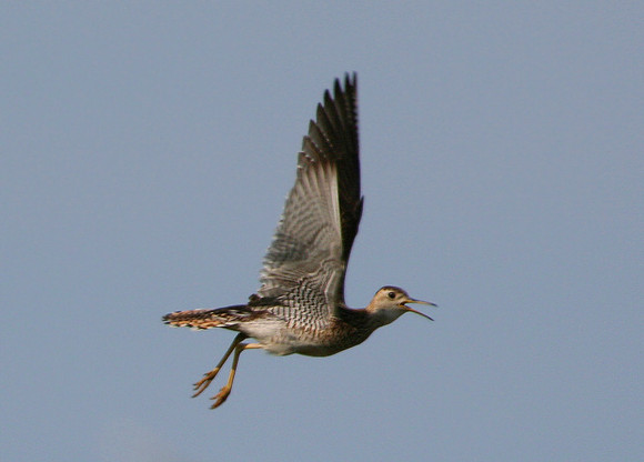 Upland Sandpiper (flight)