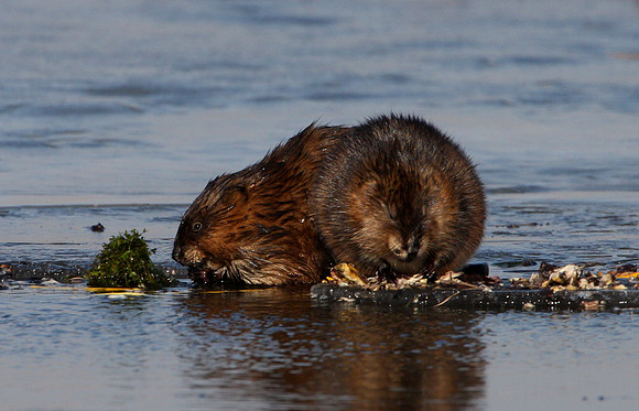 Muskrat
