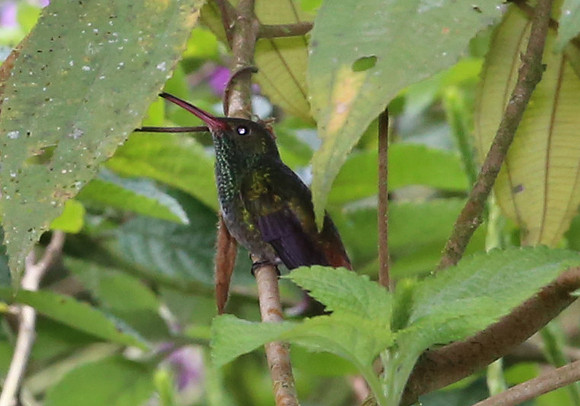 Rufous-tailed Hummingbird