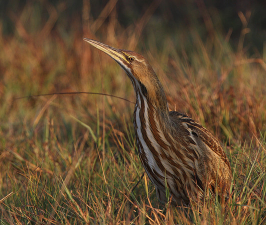 American Bittern Anahuac National Wildlife Refuge, Texas