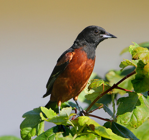 Orchard Oriole