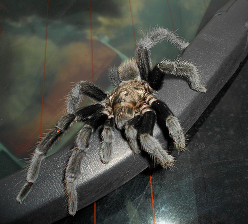 Texas Brown Tarantula