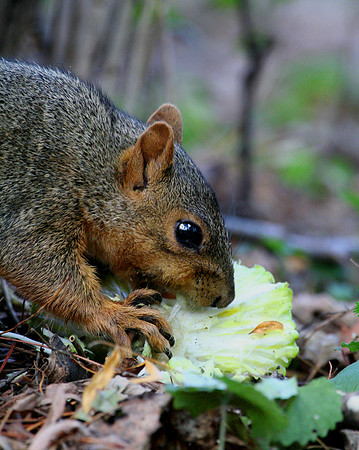 Fox Squirrel