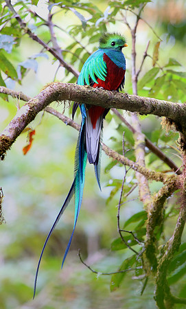 Resplendant Quetzel - Suria, Costa Rica