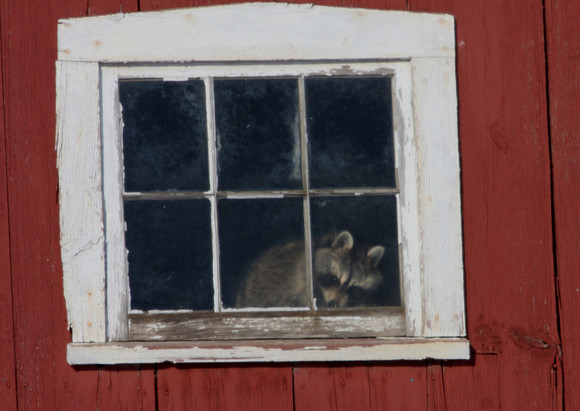 Raccoon - What's this guy thinking??