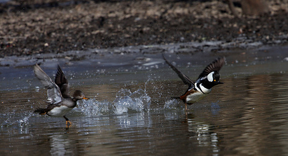 Hooded Merganser (male)