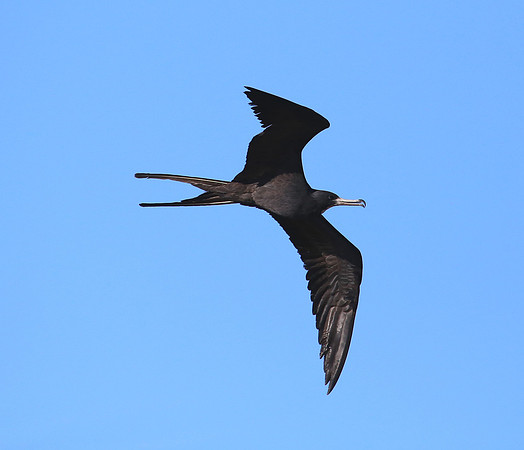 Magnificent Frigatebird - Tarcol River, Costa Rica