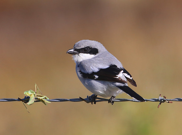 Loggerhead Shrike with Praying Mantis