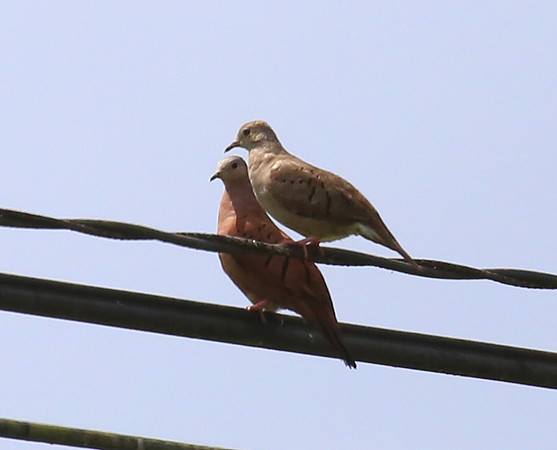 Ruddy Ground-Dove - Costa Rica