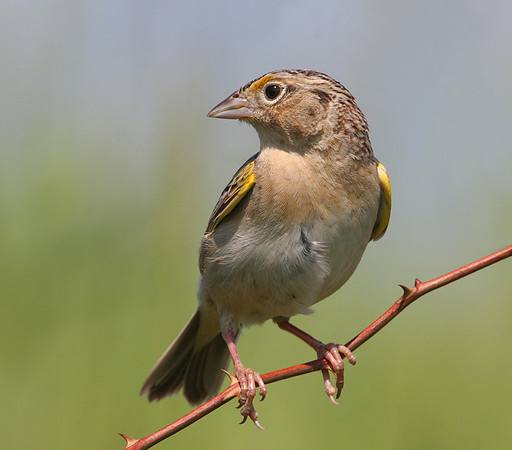 Grasshopper Sparrow