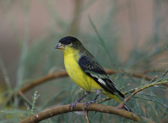 Lesser Goldfinch