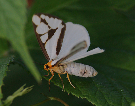ID ?