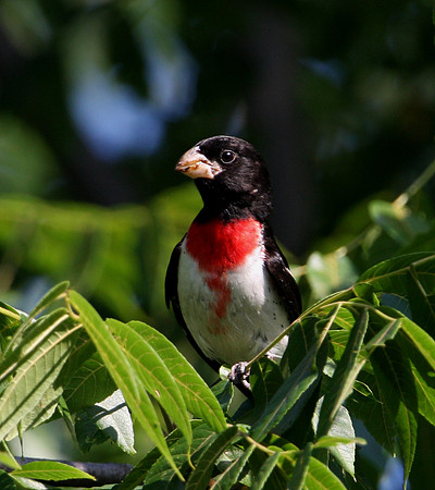 Rose-breasted Grosbeak