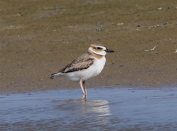 Wilson's Plover - Galveston, Texas