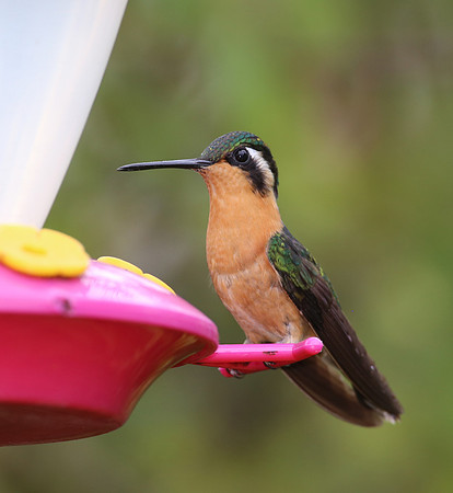 Purple-throated Mountain-Gem - Costa Rica