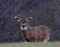 White-tailed Deer