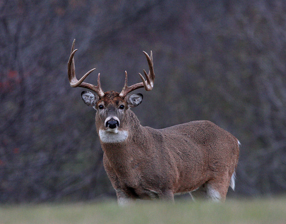 White-tailed Deer