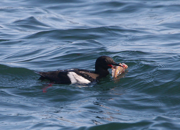 Black Guillemot