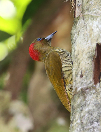 Rufous-winged Woodpecker - Selva Verde, Costa Rica