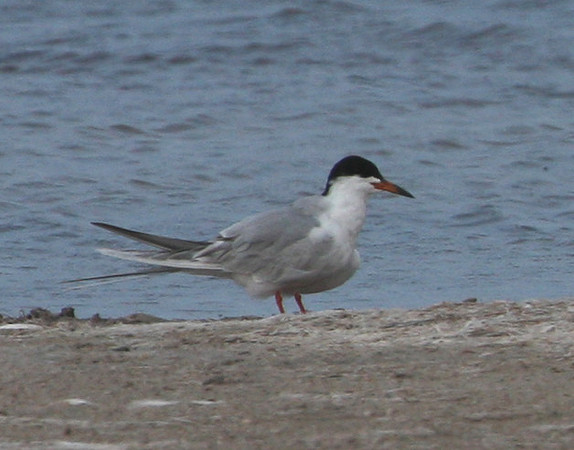 Common Tern?