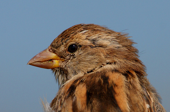 House Sparrow