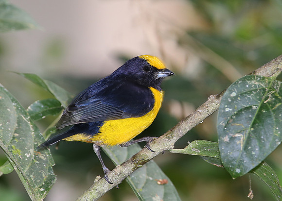 Orange-bellied Euphonia - Mindo, Ecuador