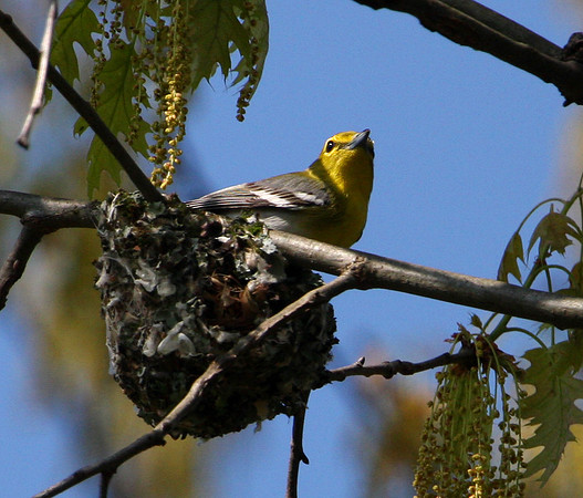Yellow-throated Vireo