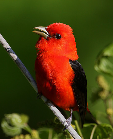 Scarlet Tanager