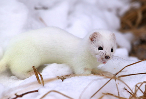Short-tailed Weasel SaxZim Bog, MN