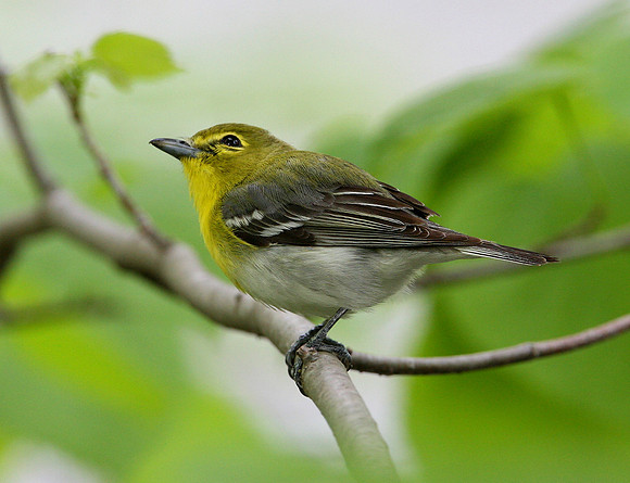 Yellow-throated Vireo