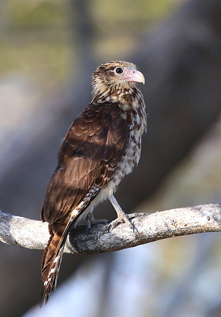 Yellow-headed Caracara - Casa Solimar, Costa Rica