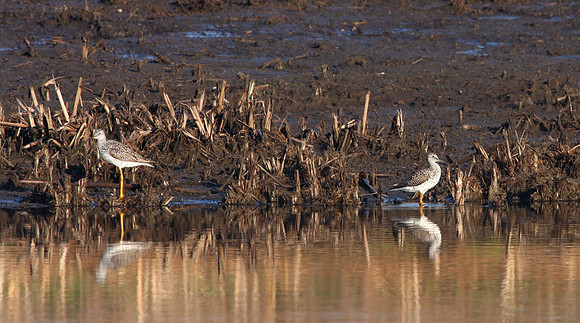 Greater Yellowlegs