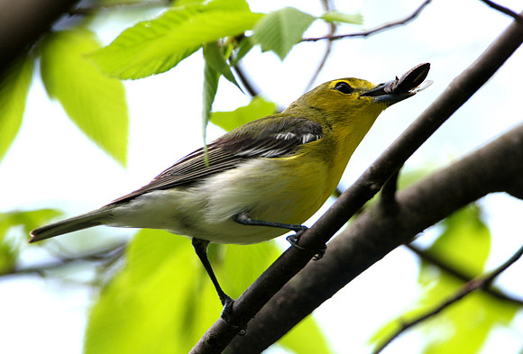 Yellow-throated Vireo