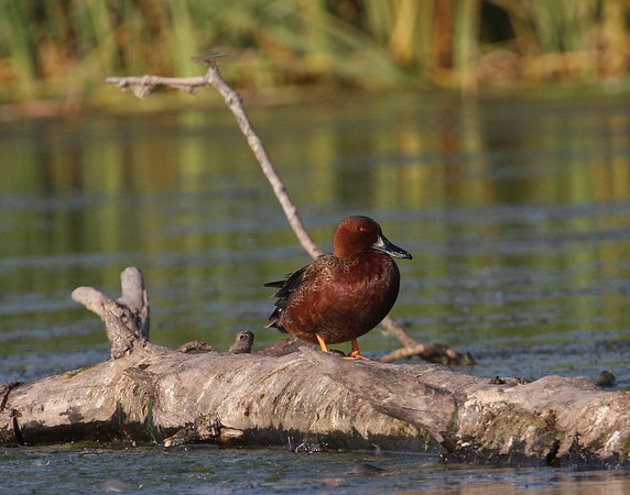 Cinnamon Teal
