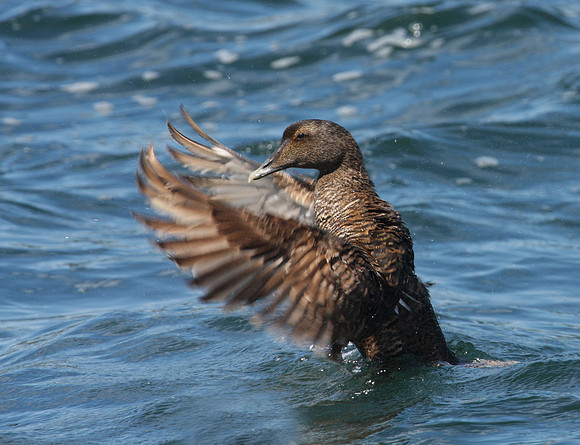 Common Eider